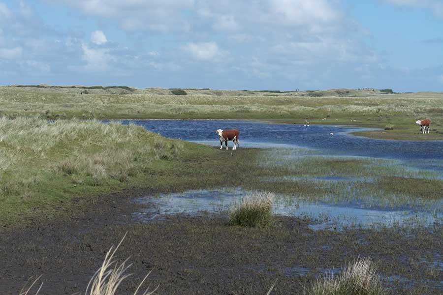 Roosduinen op Ameland