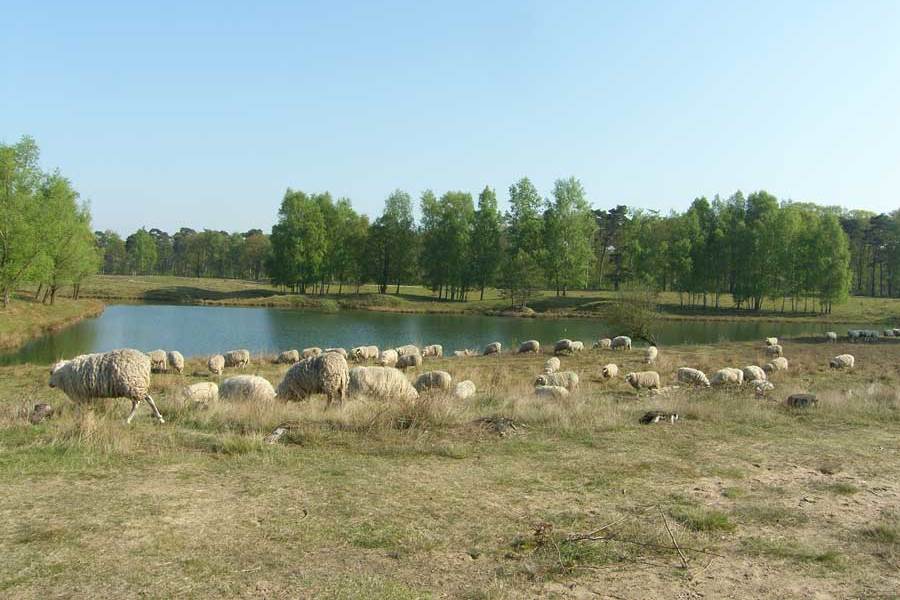 Een schaapskudde in het deelgebied Dorst in de Baronie van Breda