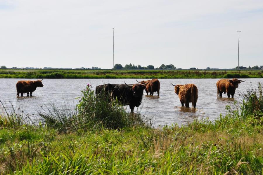 Schotse hooglanders in het Zaanse Rietveld in de Rijnstreek