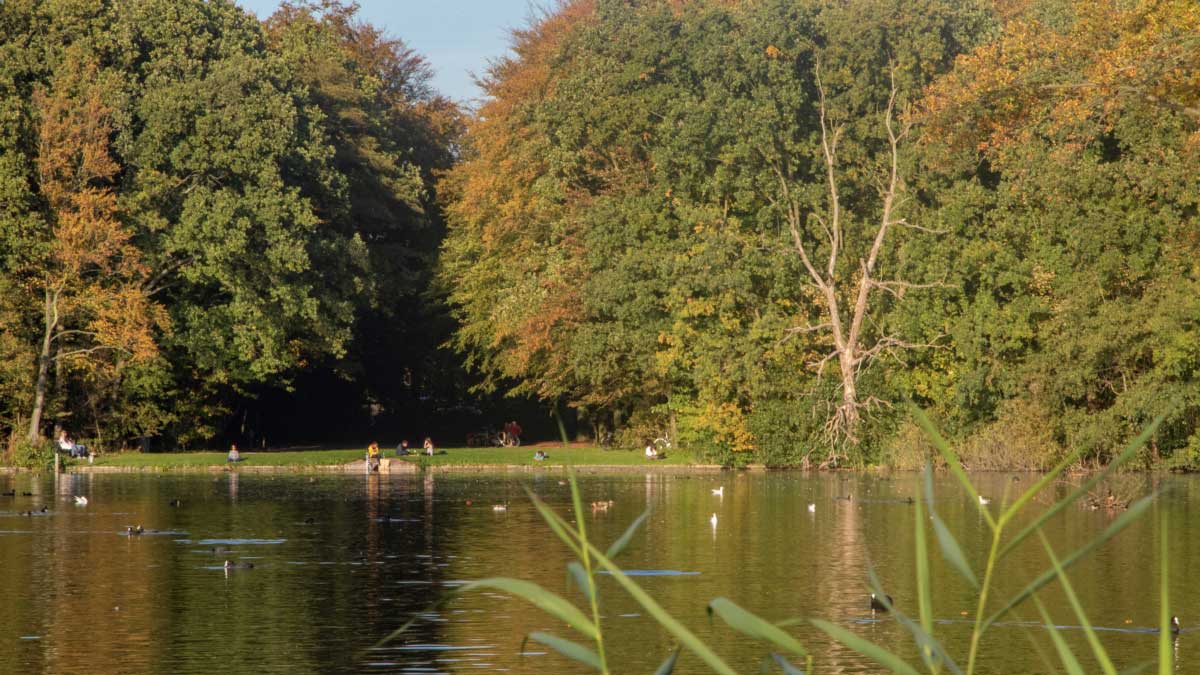 de vijver in het haagse bos