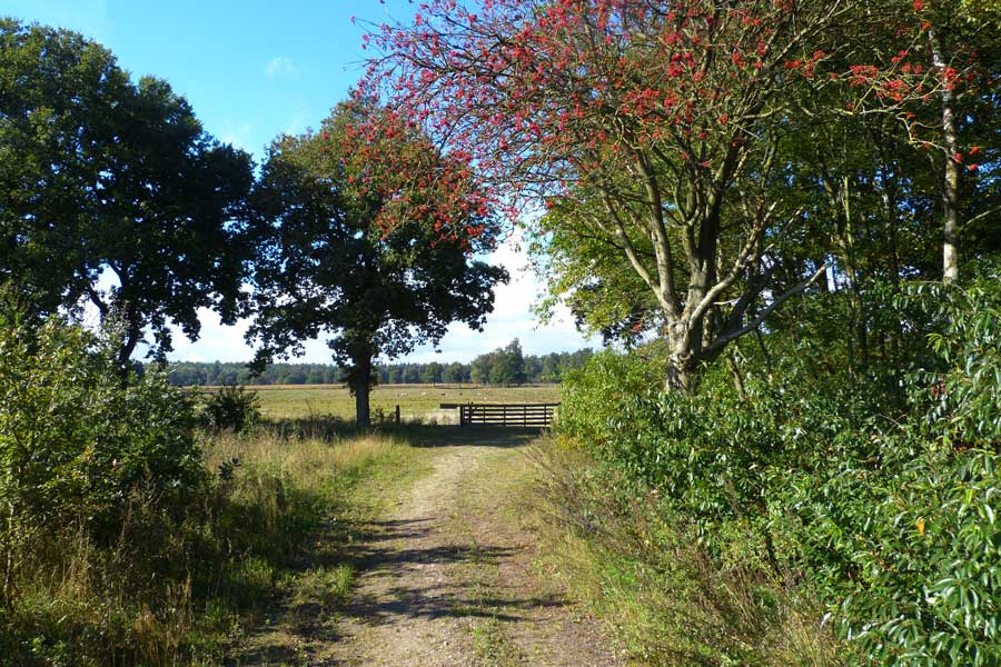 Meindertsveen op de Hondsrug