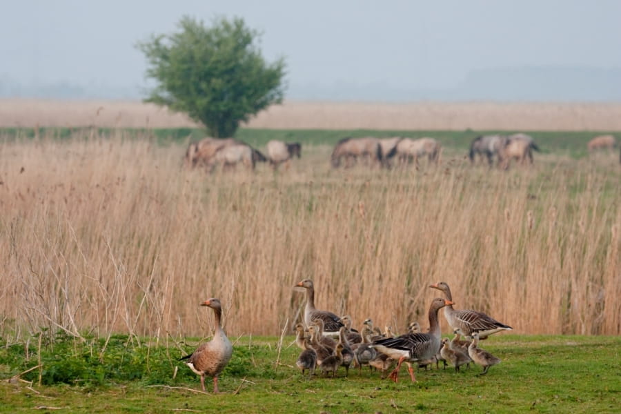 ganzen en konikpaarden in de Oostvaardersplassen
