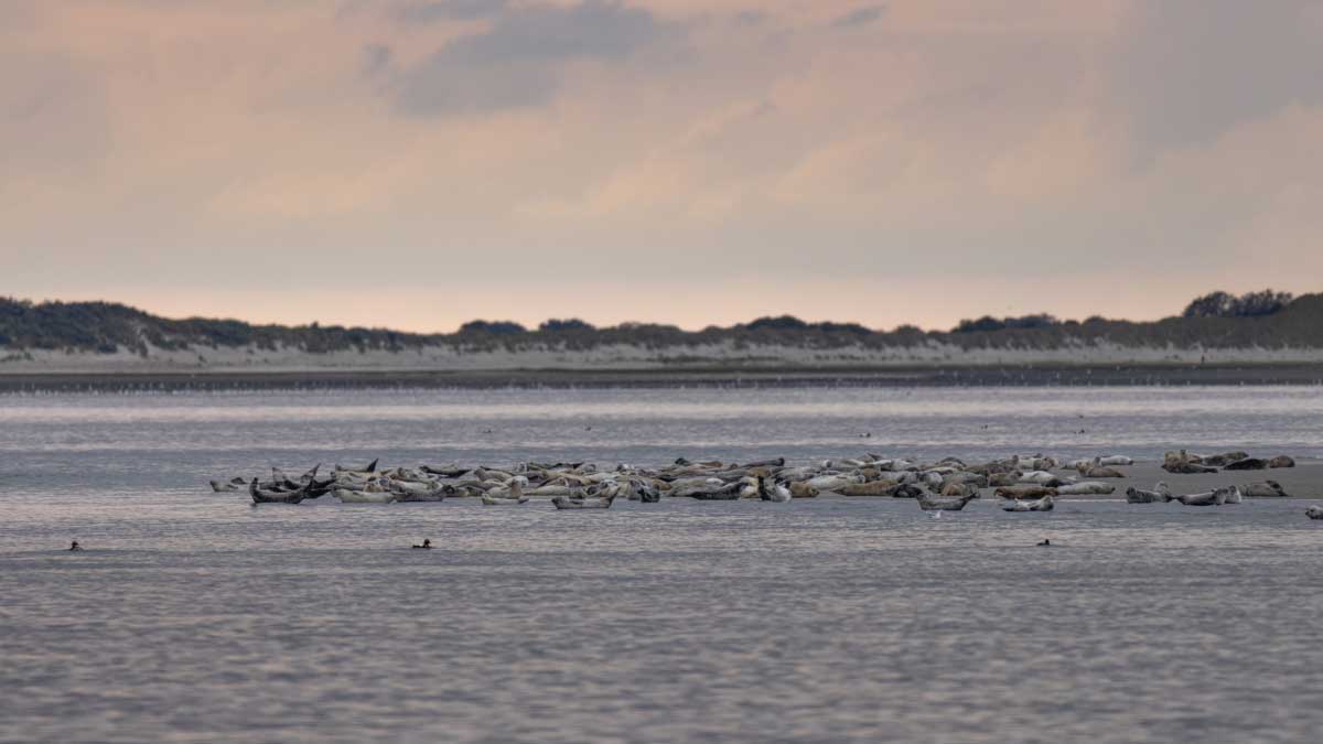 zeehonden op het wad bij Rottum