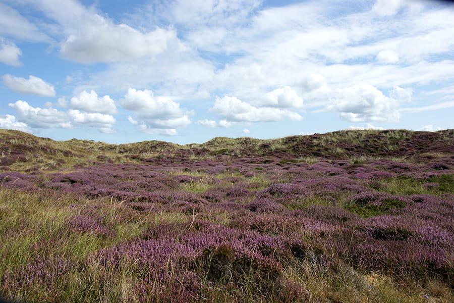 paarse heide op Texel