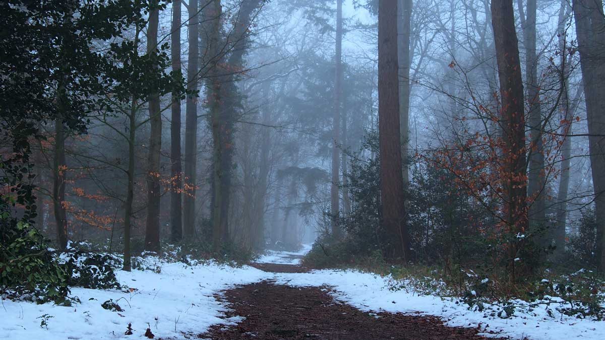 wandelaars in de bossen van Ter Apel