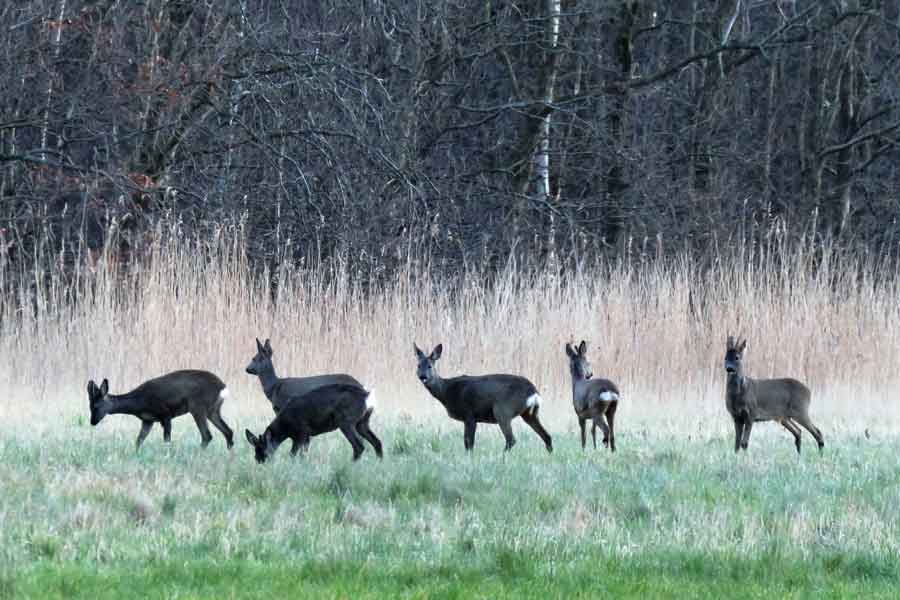 reeën bij het Wieringermeer