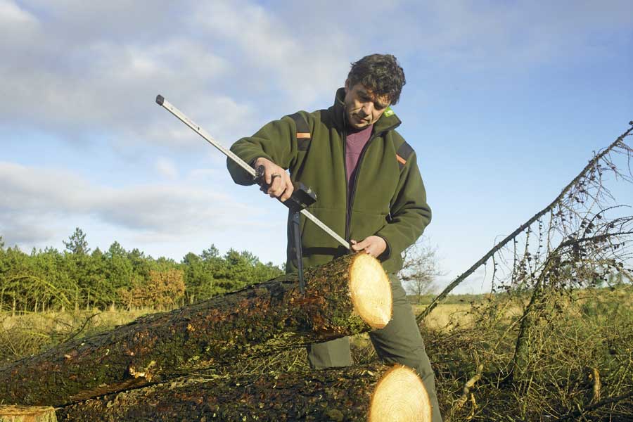 boswachter meet een boom op