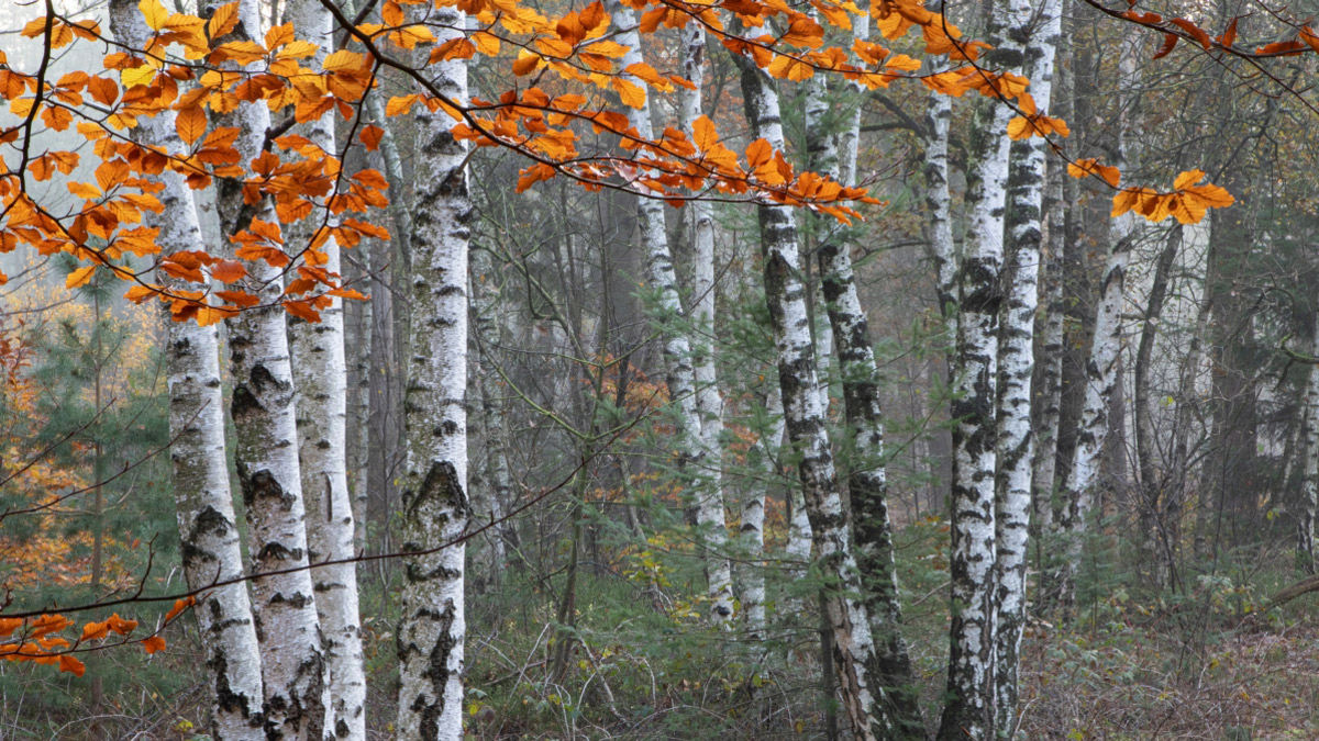 berkenbos in herfst