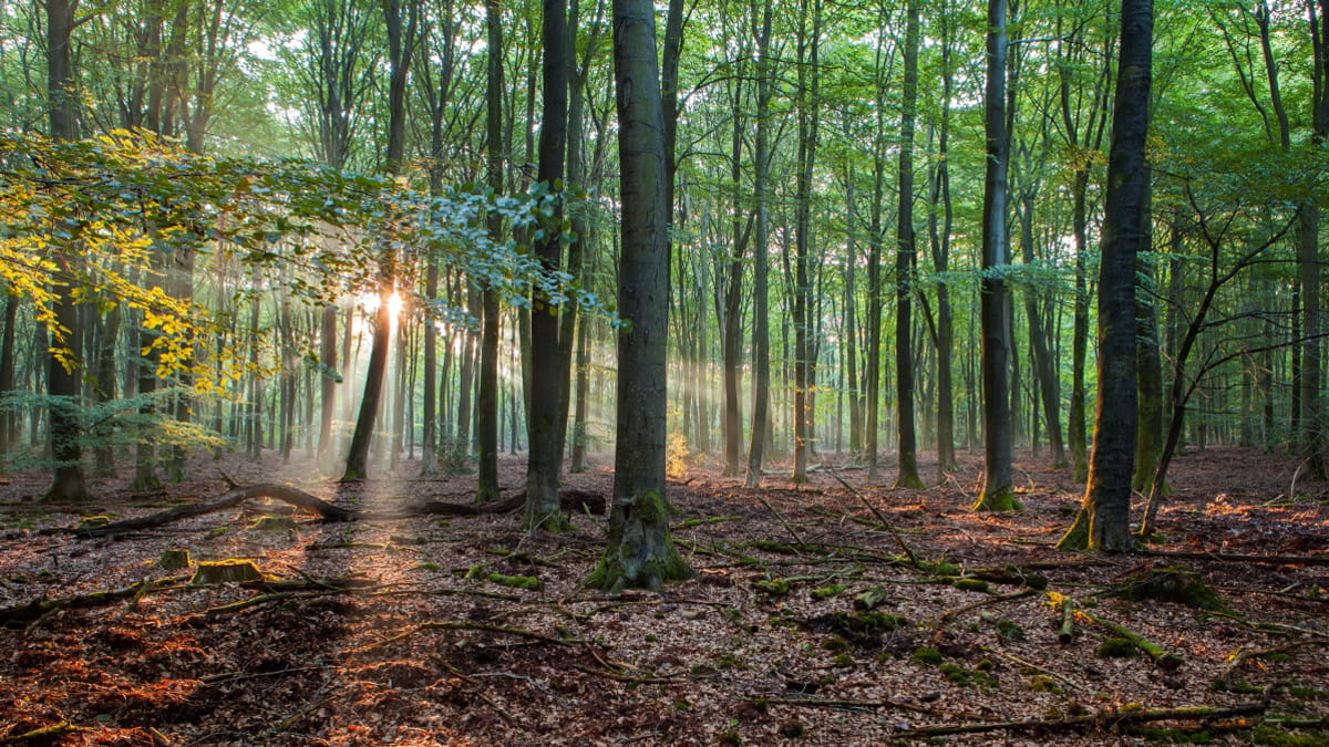 zonsopgang in bos