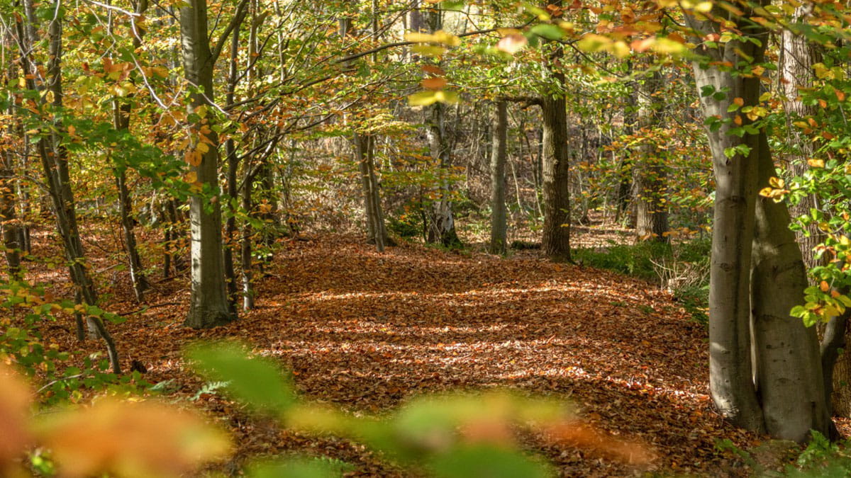 herfst in het bos