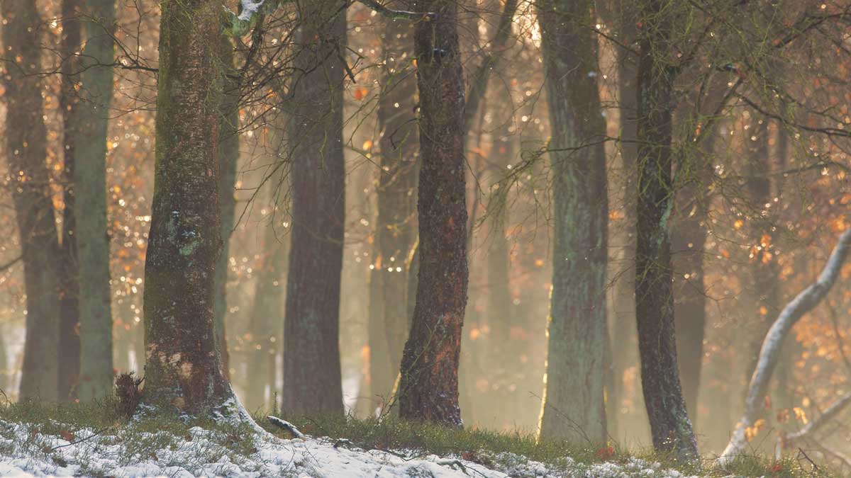 eiken in sneeuw