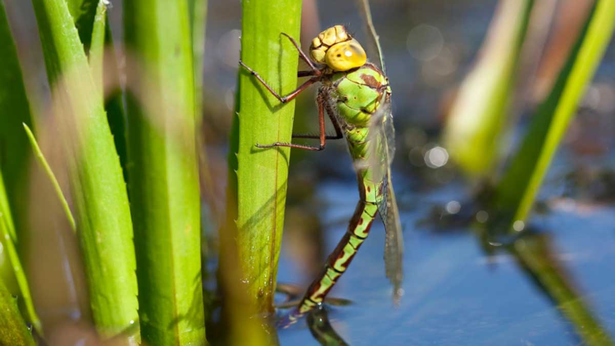 groene glazenmaker