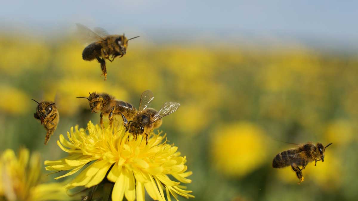 Honingbijen op paardenbloem