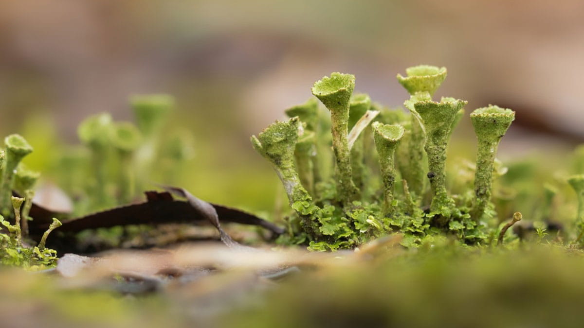 Bijzondere excursies tijdens 2026 soortenjaar in NP Nieuwland