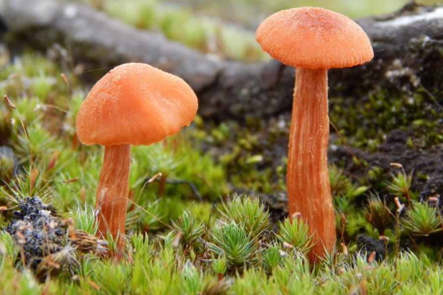 paddenstoelen