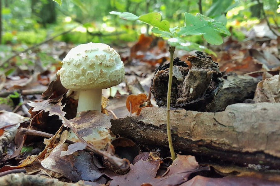 paddenstoelen in het bos