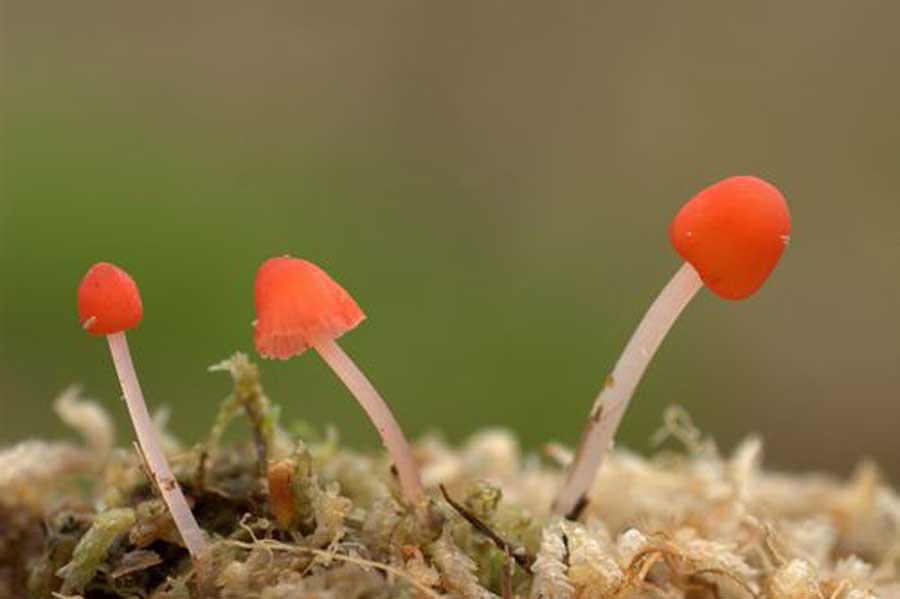 adonismycena paddenstoelen