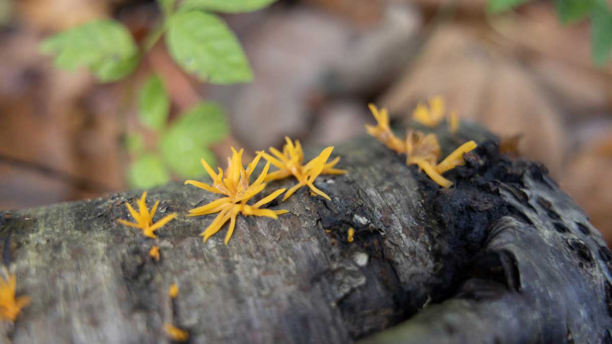 paddenstoel geel hoorntje