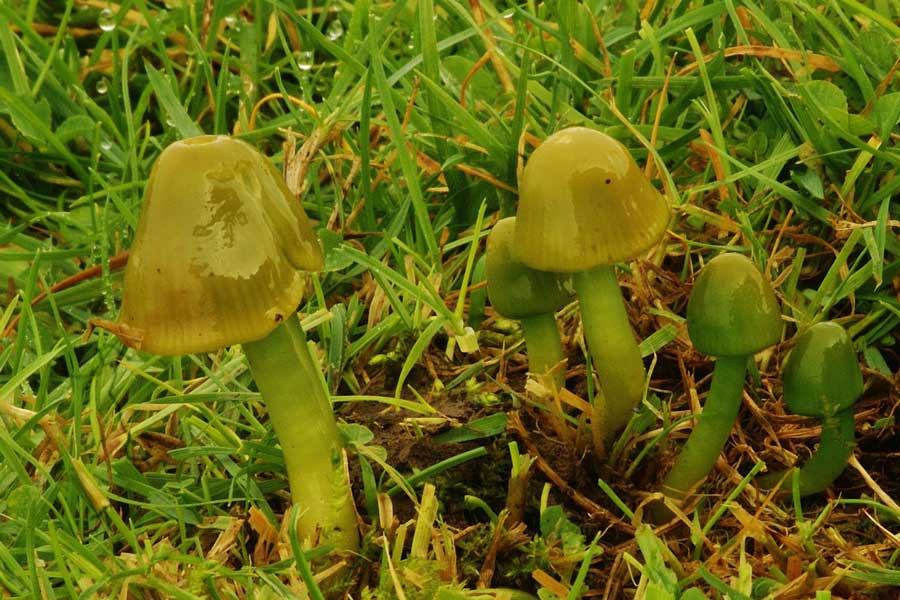 een groepje papegaaizwammetjes je in het gras