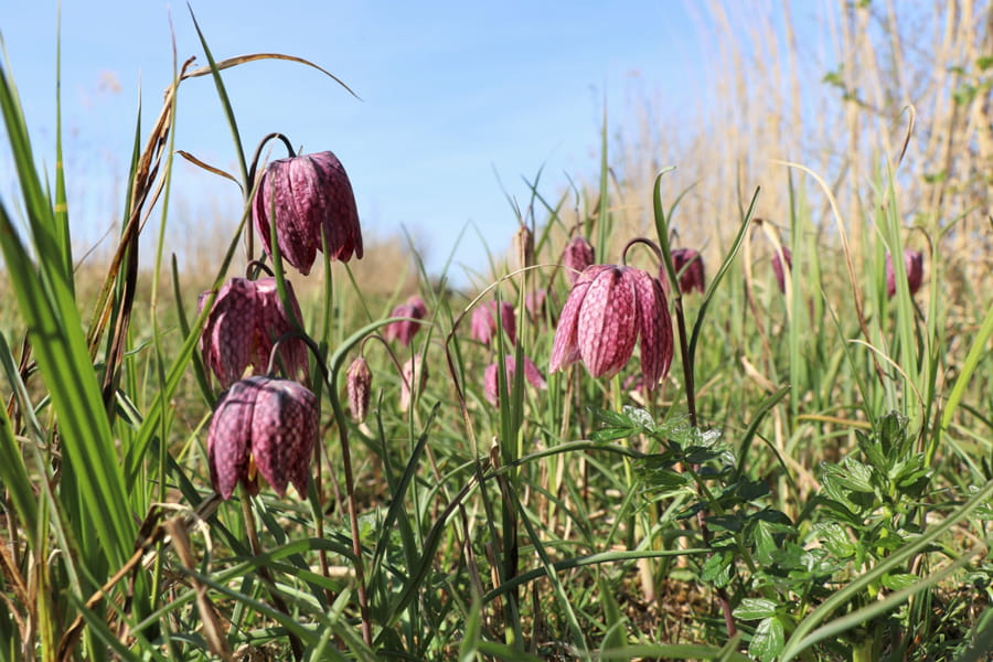 kievitsbloemen