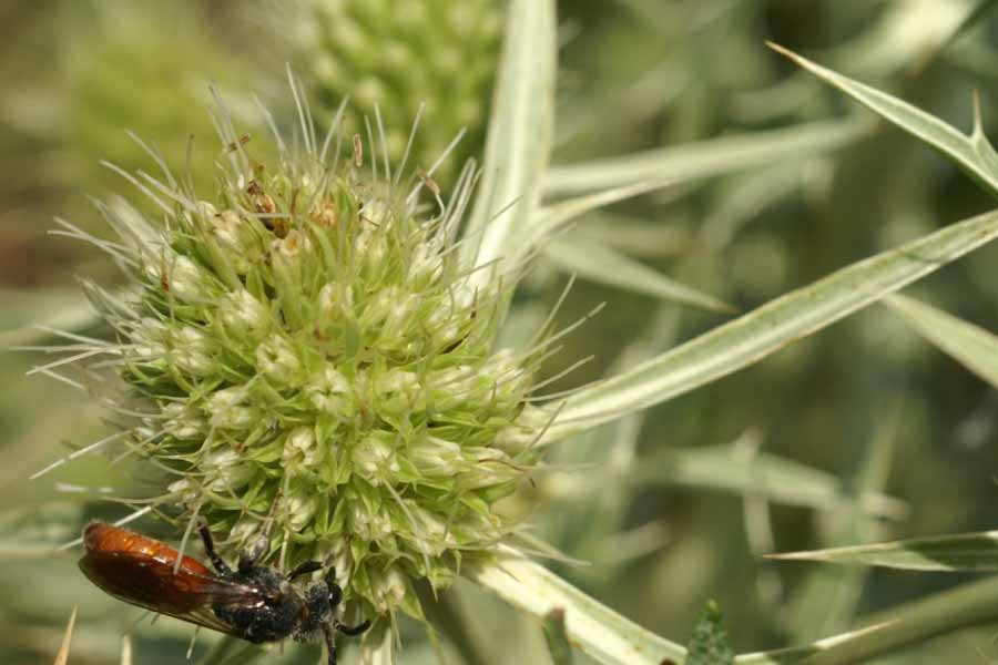 kruisdistel met bloedbij