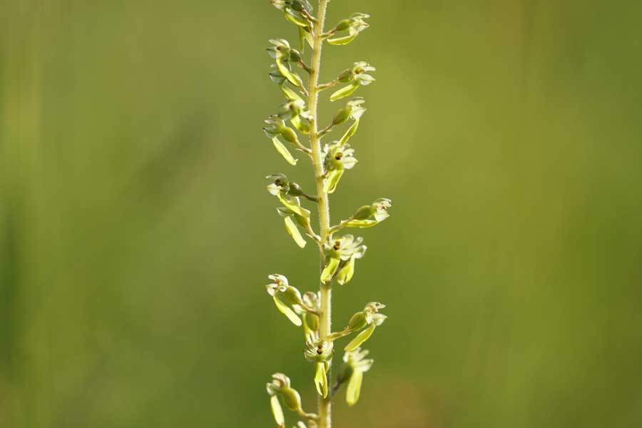 Grote keverorchis close-up