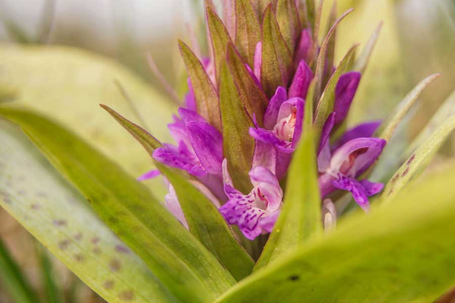 Brede orchis close-up
