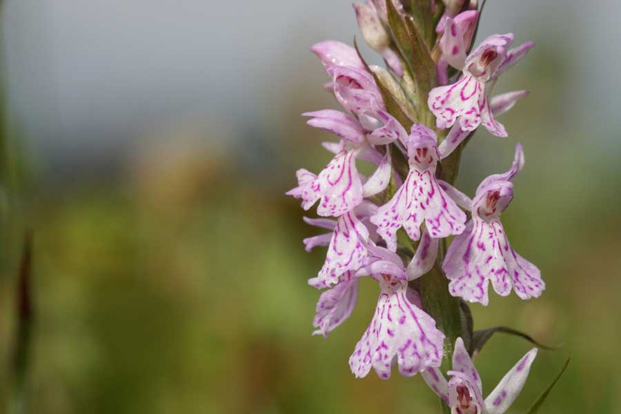 Gevlekte orchis close-up