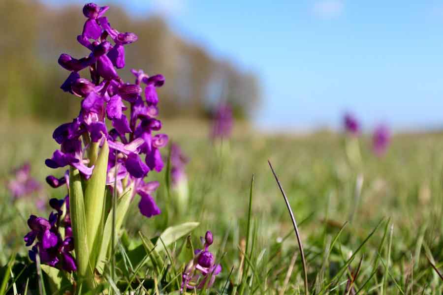 harlekijn orchis