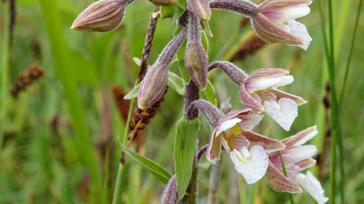 Moeraswespenorchis close-up