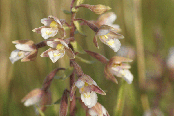 Moeraswespenorchis close-up