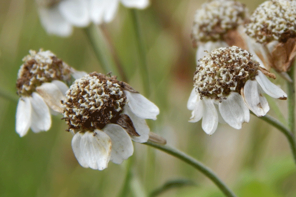 Close-up wilde bertram