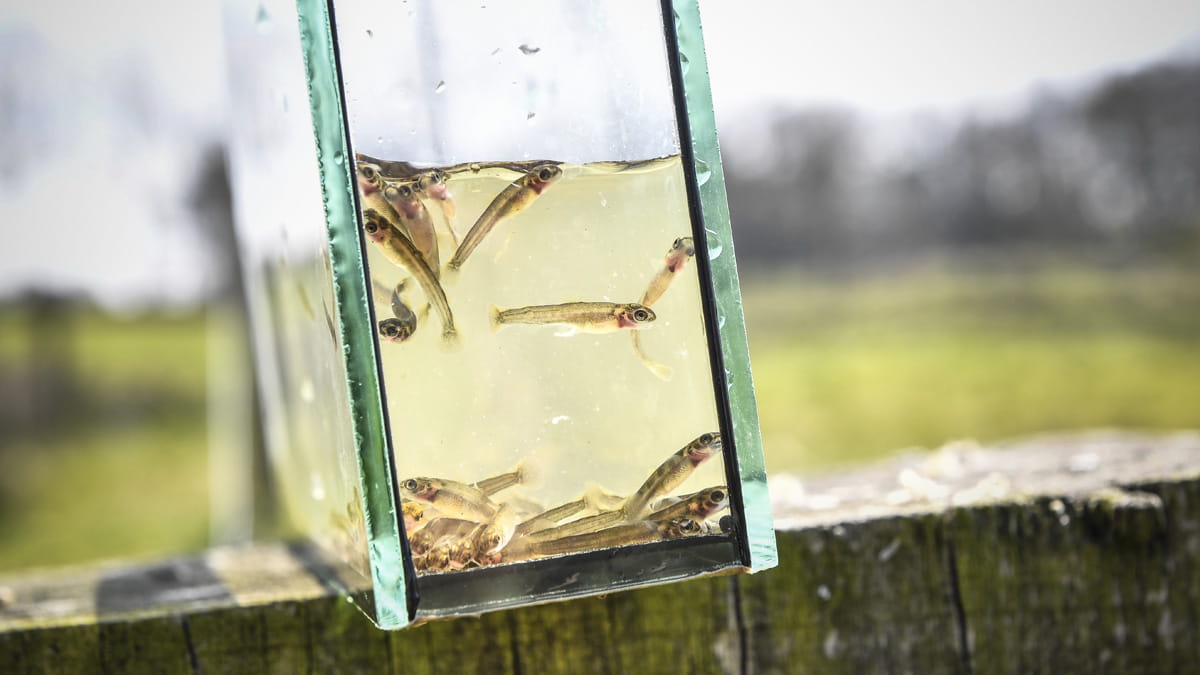Cuvet met vissen ter observatie