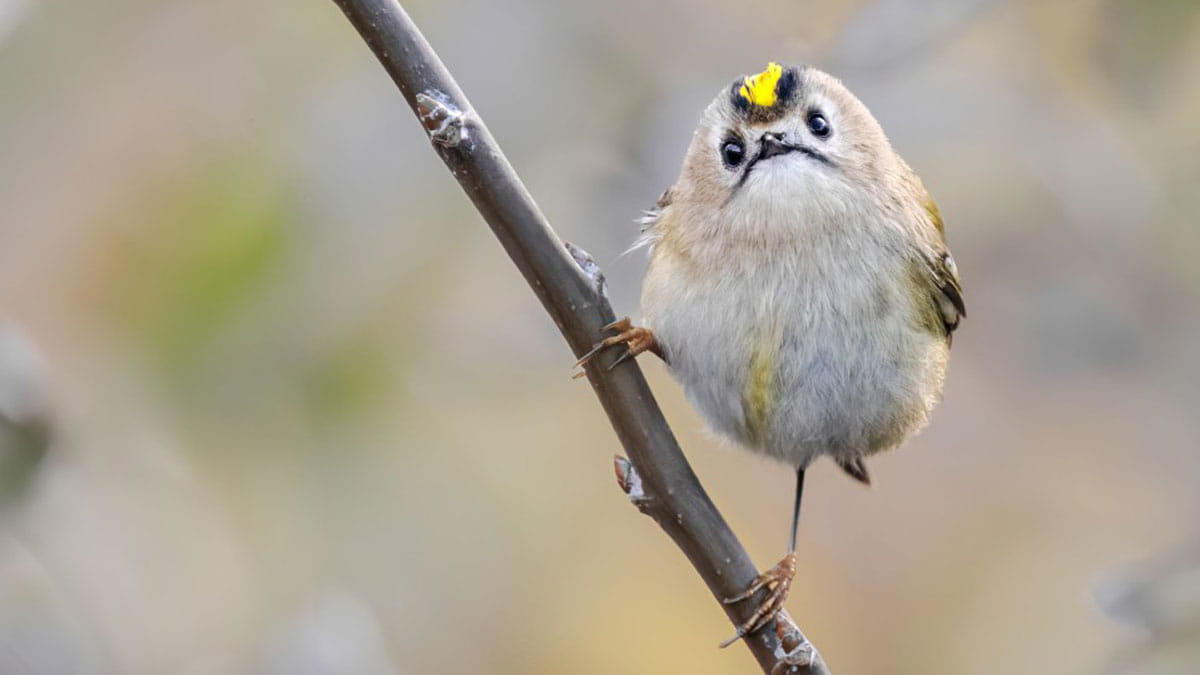 goudhaantje goudhaantje