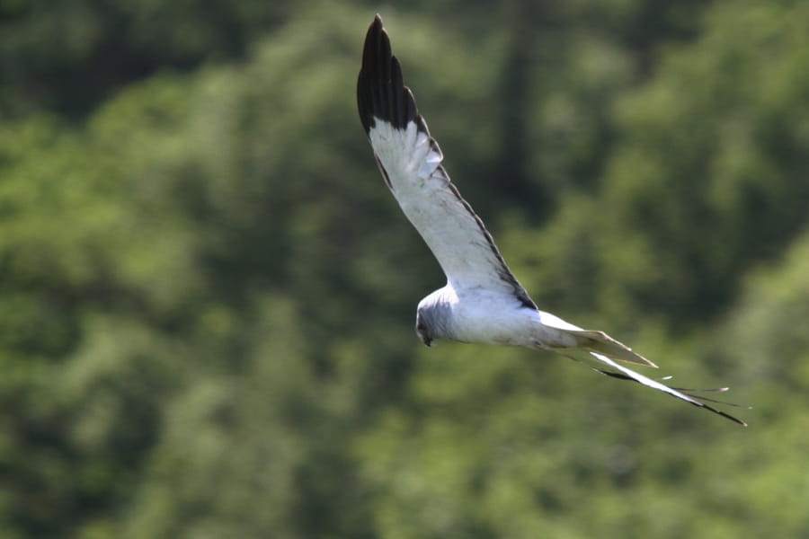 Roofvogels van het Lauwersmeer 