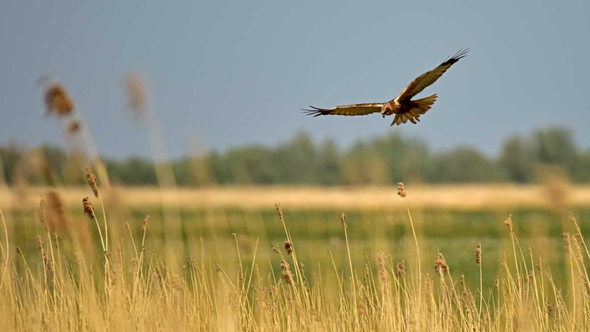 Bruine kiekendief oostvaardersplassen