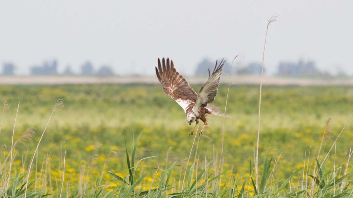 Bruine kiekendief oostvaardersplassen
