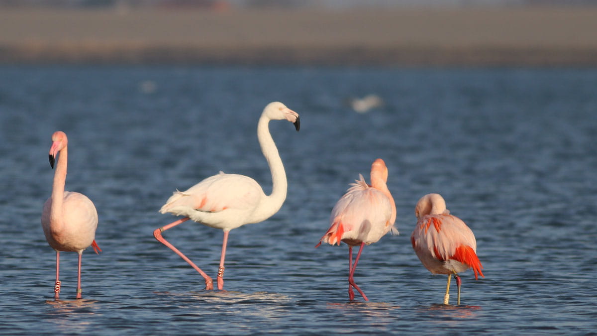 flamingos grevelingen