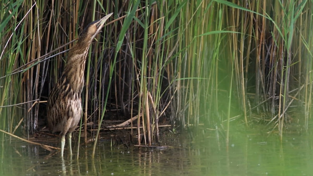 roerdomp in riet