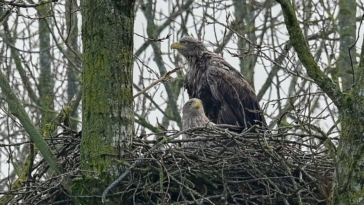 Zeearenden luiden al vroeg het voorjaar in