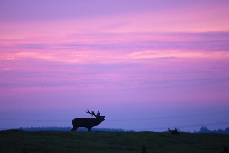 silhouet burlend edelhert op de vlakte van de Oostvaardersplassen tegen paarsen