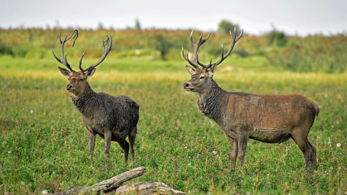 Mannelijk edelhert op grasvlakte aan bosrand Oostvaardersplassen