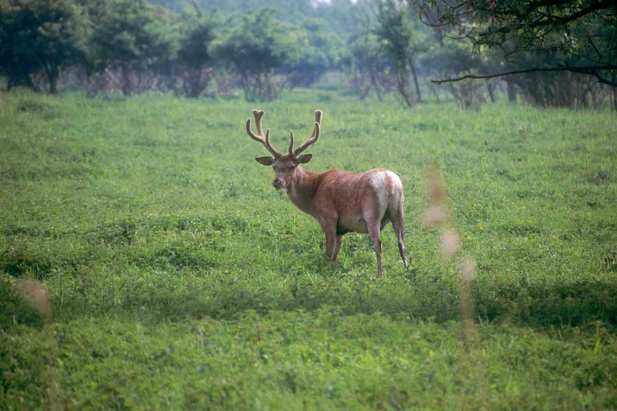 Mannelijk edelhert op grasvlakte aan bosrand Oostvaardersplassen