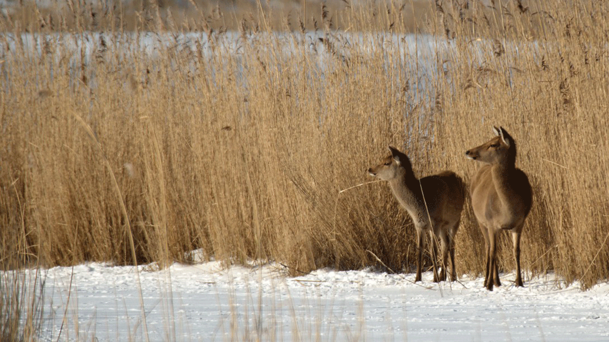 Mannelijk edelhert op rietvlakte Oostvaardersplassen