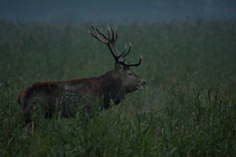 Mannelijk edelhert op rietvlakte Oostvaardersplassen