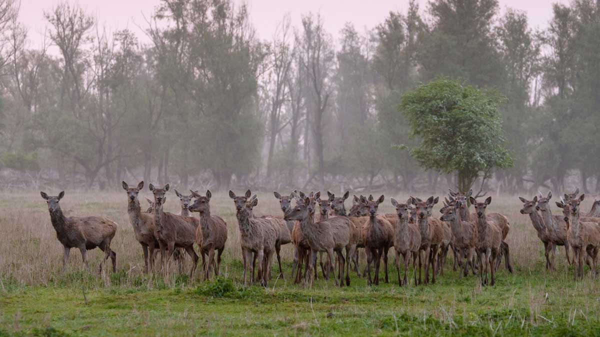 Roedel geweiloze edelherten tegen bosrand Oostvaardersplassen