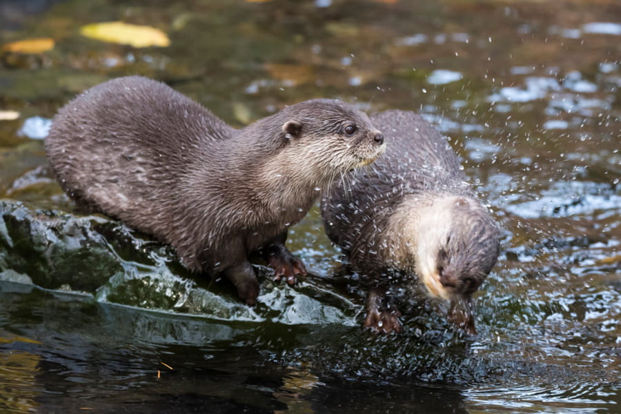 Spelende otters in het water