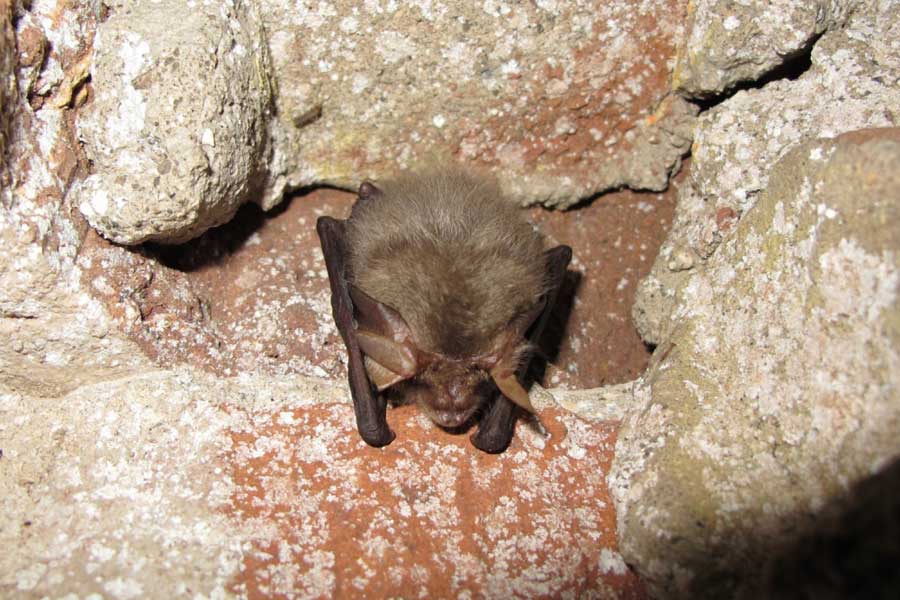 Gewone grootoorvleermuis aan muur