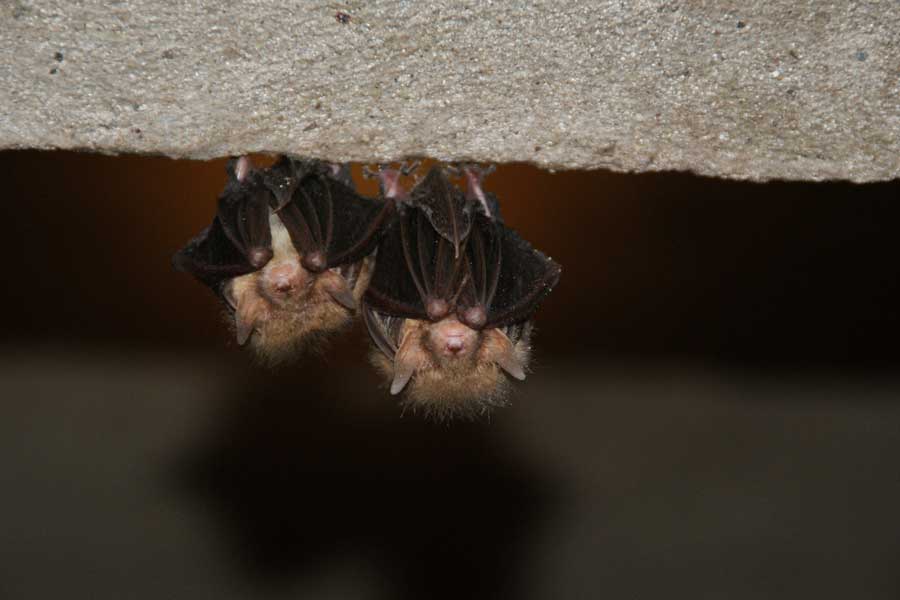 Twee vleermuizen hangend aan plafond
