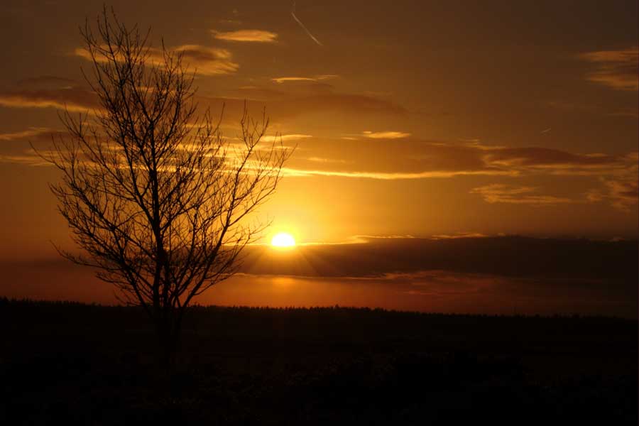 Het silhouet boom bij zonsondergang
